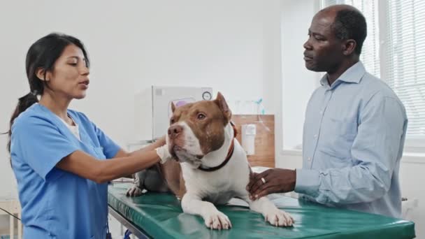 Afro Amerikalı Bir Adam Veteriner Doktorla Görüşürken Masada Köpeğini Muayene — Stok video