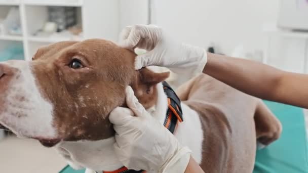 Klinikteki Muayenede Safkan Köpeğin Kulaklarını Muayene Eden Eldivenli Veterinerlerin Yakın — Stok video