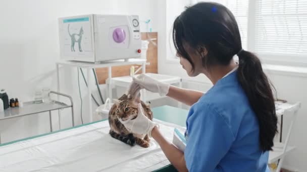 Νεαρός Κτηνίατρος Στολή Που Εξετάζει Ρύγχος Της Καθαρόαιμης Γάτας Στο — Αρχείο Βίντεο
