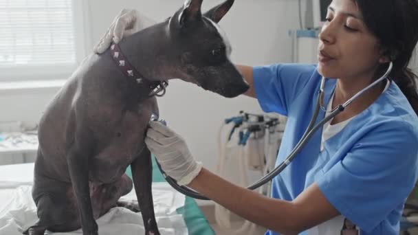 Jovem Veterinária Feminina Uniforme Examinando Cão Raça Pura Com Estetoscópio — Vídeo de Stock