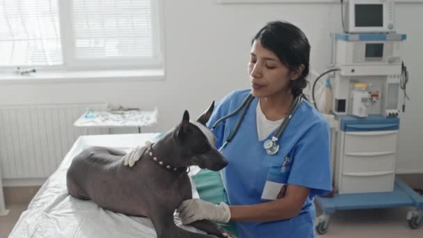 Porträtt Ung Veterinär Läkare Uniform Hand Tamhund När Står Sitt — Stockvideo