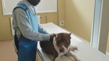 Hasta köpeği önemseyen Afrikalı Amerikalı veteriner röntgen çekilirken okşayıp onunla konuşuyor.