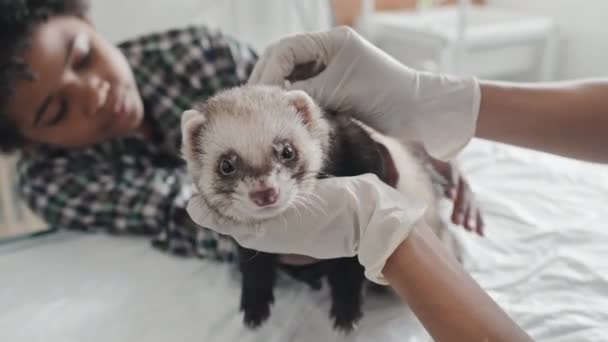 Close Veterinarian Gloves Examining Small Ferret Boy Background — Stock Video