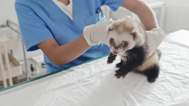 Young Veterinarian Uniform Holding Fluffy Ferret Examining His Body — Stock Video