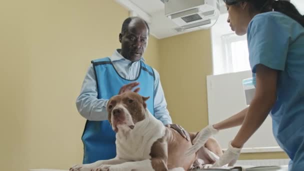 Inyección Bajo Ángulo Enfermera Discutiendo Condición Salud Del Perro Junto — Vídeo de stock