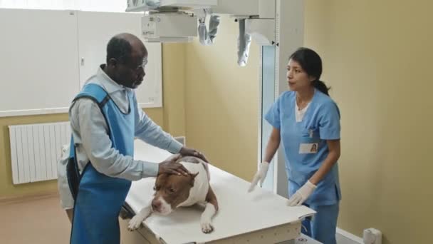 彼を助ける彼のアシスタントと病気の犬のX線を行う医師の中長期ショット — ストック動画