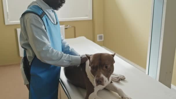 Veterinario Afroamericano Que Preocupa Por Perro Enfermo Acariciando Hablando Con — Vídeo de stock