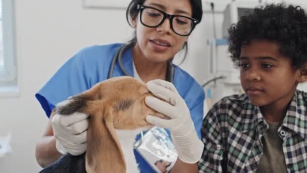 若い獣医の医師は 医師の診察中に飼い主と一緒に犬の治療について話し合う — ストック動画