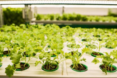 Büyük seranın içine yerleştirilmiş yeşil salata veya diğer yapraklı sebze fidanlarının ön sıralarında seçici bir odak noktası vardır.