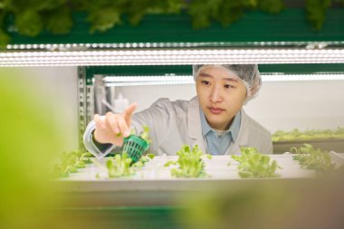 Dikey çiftlikte çalışan genç bir Asyalı kadın, serada çalışırken elinde yeşil marul tohumu ya da diğer yapraklı sebzelerle küçük bir demlik tutuyor.