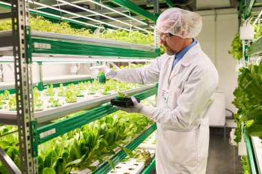 Olgun erkek tarım uzmanının bilimsel deney için yeni marul ya da yapraklı sebze tohumu seçmesi.