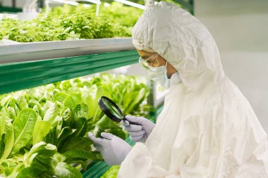 Genç bayan biyoteknoloji uzmanının yeni tür ıspanak veya diğer yapraklı sebzelerin özelliklerini incelerken aynı zamanda büyüteç kullanarak