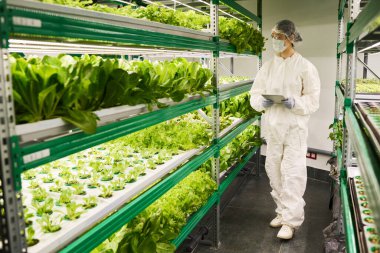 Tehlikeli madde giysisi ve koruyucu maskeli genç bir kadın dikey çiftlikte kirişler boyunca yürüyor ve orada yetişen yeşil marullara bakıyor.