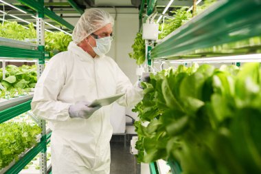 Tulum, eldiven, koruyucu gözlük ve maske takan erkek bilim adamı dikey çiftlikte çalışırken yeni ıspanak türünün özelliklerini inceliyor.