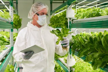 Koruyucu iş elbisesinde yetişkin bir erkek biyolog dikey kirişlerde yetişen ıspanak ya da tomurcuk yapraklı sebzeler üzerinde çalışıyor.