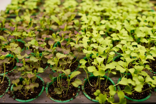 Τμήμα Της Κλίνης Κήπου Μικροσκοπικά Πράσινα Σπορόφυτα Που Αναπτύσσονται Μικρές — Φωτογραφία Αρχείου