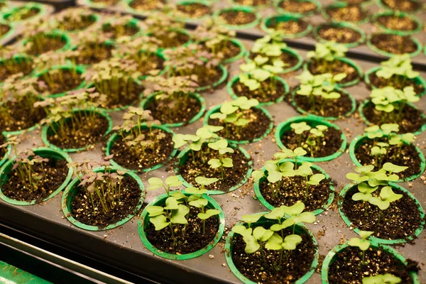 Alto Ângulo Brotos Verdes Minúsculos Crescendo Pequenos Vasos Com Solo — Fotografia de Stock