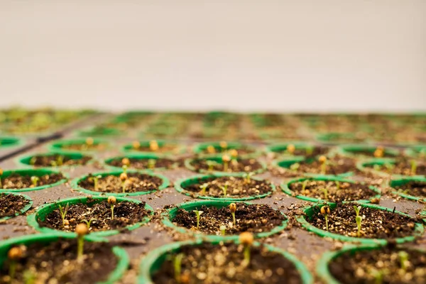 Εστίαση Στην Πρώτη Σειρά Μικροσκοπικών Λαχάνων Λαχανικών Που Καλλιεργούνται Γόνιμο — Φωτογραφία Αρχείου