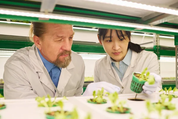 Two Biotechnologists Lab Coats Studying Characteristics New Plants Leafy Vegetables — Stock Photo, Image