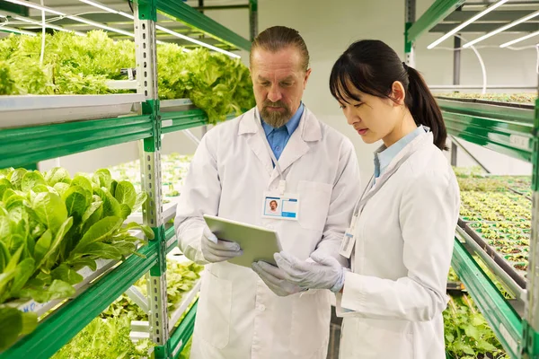 Two Intercultural Scientists Looking Tablet Screen Vertical Farm Presentation Discussion — Stock Photo, Image
