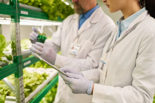Nahaufnahme Zweier Biotechniker Labormänteln Die Neue Salatsorten Oder Anderes Blattgemüse — Stockfoto