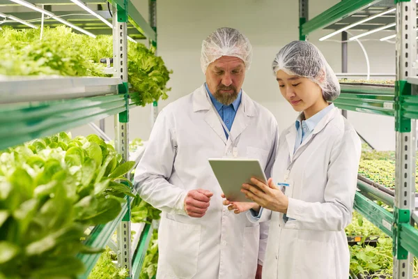 Agrarwissenschaftlerinnen Und Wissenschaftler Schutzkleidung Durchforsten Online Informationen Über Neue Salatsorten — Stockfoto