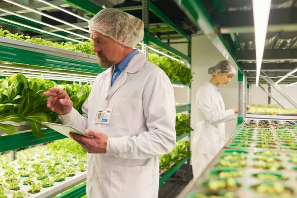 Mature Male Scientist Tablet Looking Green Lettuce Seedlings Growing Shelves — Stock Photo, Image