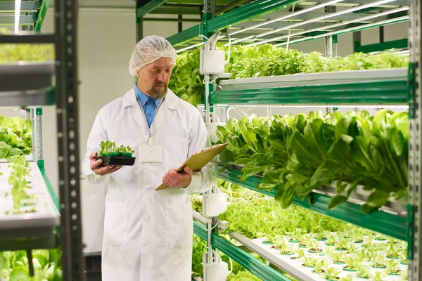 Érett Agrár Műszaki Szakértő Saláta Vagy Más Leveles Zöldség Palántáinak — Stock Fotó