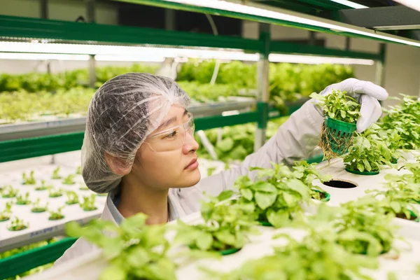 Side View Young Female Researcher Looking Small Pot Green Lettuce — Stock Photo, Image