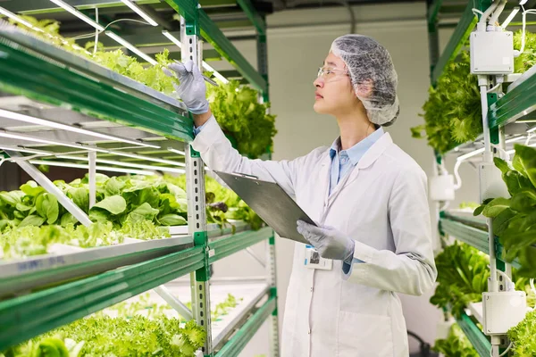 緑の苗を見ながら新しい種類のレタスや他の緑豊かな野菜を研究する若いアジアの女性研究者の側面図 — ストック写真
