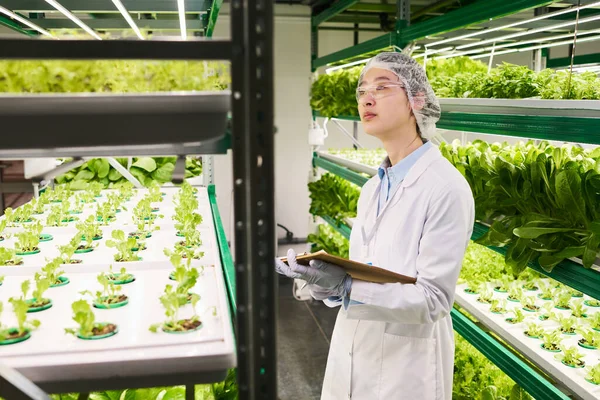 Νεαρή Ασιάτισσα Επιστήμονας Που Εξετάζει Πράσινα Σπορόφυτα Φυλλωδών Λαχανικών Που — Φωτογραφία Αρχείου