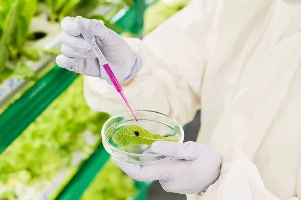 Ręce Badacza Lub Biotechnologa Zrzucające Płynną Substancję Zielony Liść Szalce — Zdjęcie stockowe