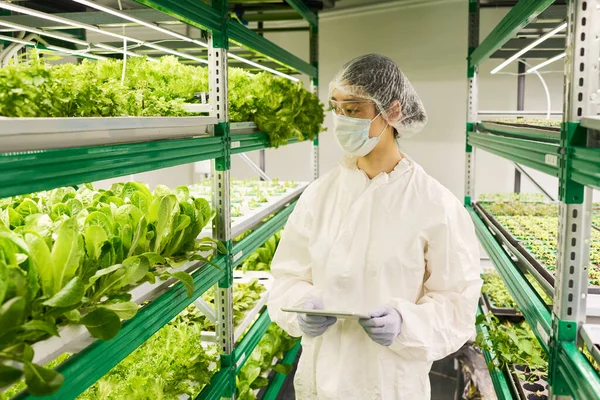 Fiatal Női Mezőgazdasági Mérnök Védőmunkaruhában Aki Zöld Saláta Más Leveles — Stock Fotó