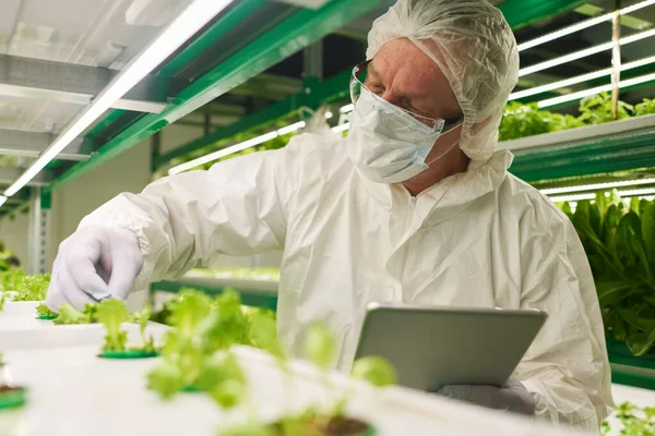 Reifer Männlicher Forscher Mit Tablette Betrachtet Grüne Salatpflanzen Die Auf — Stockfoto