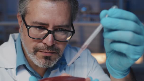 メガネ ラボコート 手袋の成熟した男性科学者の顔 実験室で栽培された肉の上にパイプを保持し 上部のPf合成製品にいくつかの滴を置く — ストック動画