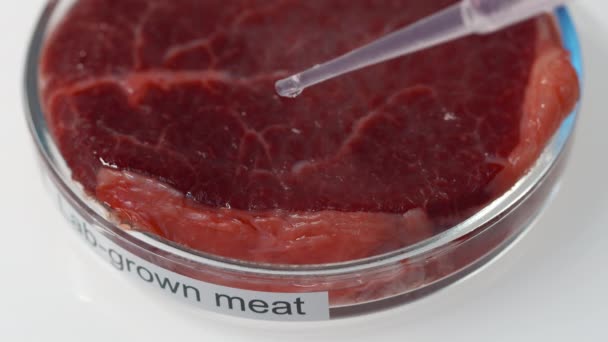 Primer Plano Carne Cruda Cultivada Laboratorio Placas Petri Suero Vegetal — Vídeos de Stock