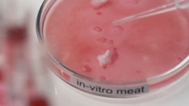 Close Van Een Petrischaaltje Met Roze Vloeistof Kleine Stukjes Vitro — Stockvideo