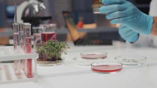 Guante Mano Científico Masculino Poniendo Placa Petri Con Nueva Planta — Vídeo de stock