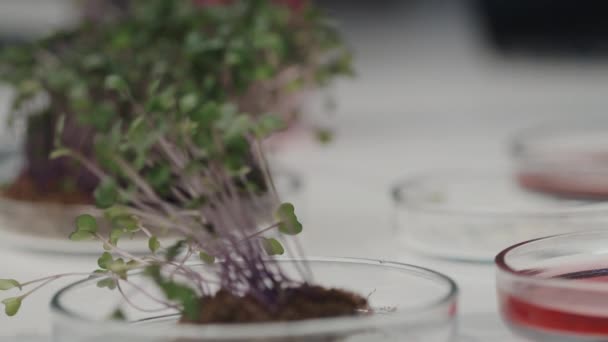 Primer Plano Placa Petri Con Pequeñas Capas Verdes Plantas Cultivadas — Vídeo de stock