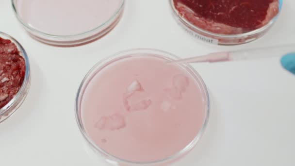 Laboratuvardaki Klinik Deney Sırasında Sıvı Maddeye Hücreler Yerleştirilmiş Petri Kabına — Stok video