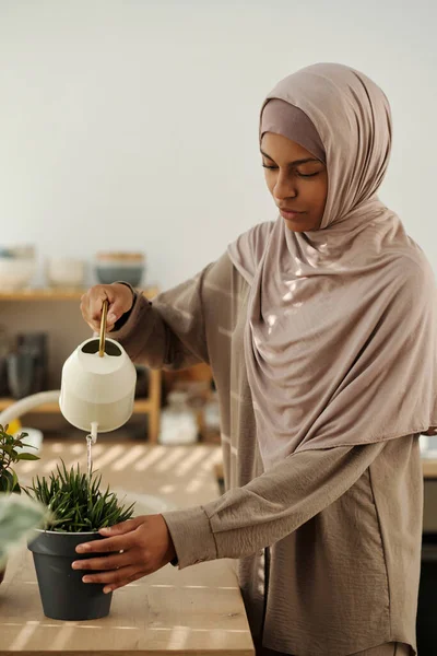 Jonge Huisvrouw Hijab Gieten Water Groene Huishoudelijke Plant Groeien Bloempot — Stockfoto