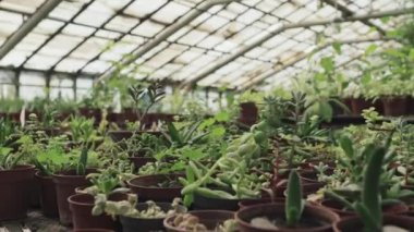 Hiç kimse seradaki saksılarda çeşitli ev bitkilerinin seçici odak noktalarını çekmez.