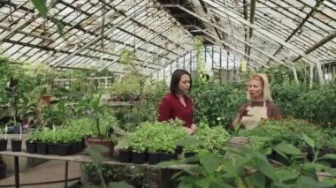 Serada çalışan olgun, beyaz bir kadın müşteriye ev seçmesinde yardımcı oluyor.