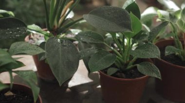 Orta derecede yakınlaştır. Serada su püskürtülürken çekilen kimse yok.