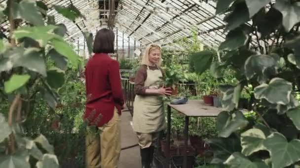 ハッピー若い白人女性 温室の近代的な植物の店で家具を買う — ストック動画