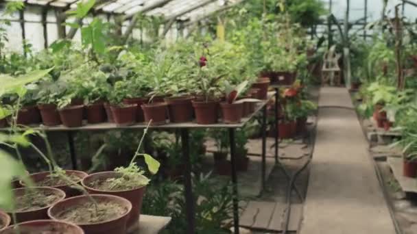 Ninguna Persona Disparó Varias Plantas Interior Macetas Tienda Plantas Moderna — Vídeos de Stock