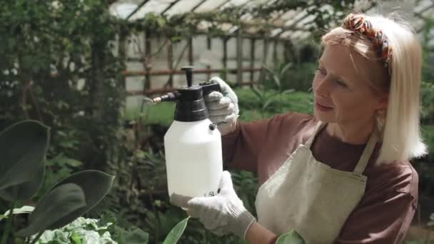 Medium Close Portrait Modern Senior Caucasian Woman Enjoying Working Greenhouse — Stock Video