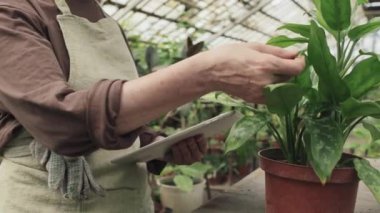 Serada çalışan, tesisin sağlık durumunu kontrol eden tanınmayan bir kadının orta boy fotoğrafı.