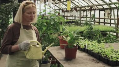 Modern serada önlük giymiş, saksı sulayan yaşlı beyaz bir kadının görüntüsü.