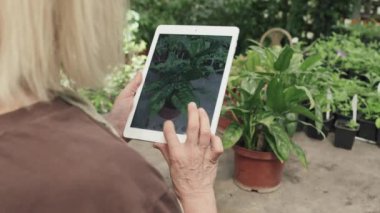 Tanımlanamayan yaşlı kadın dijital tablet kullanarak serada ev bitkisinin fotoğraflarını çekiyor.